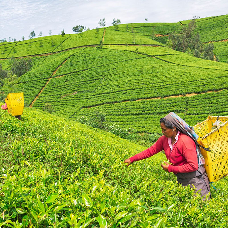 Nuwara Eliya